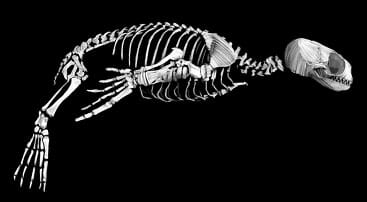 etude anatomie animal