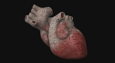 anatomie coeur coupe