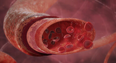 anatomie medic human 3d