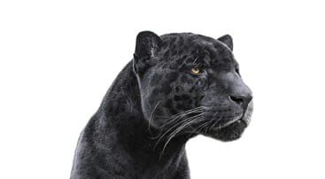 panthere noire leopard